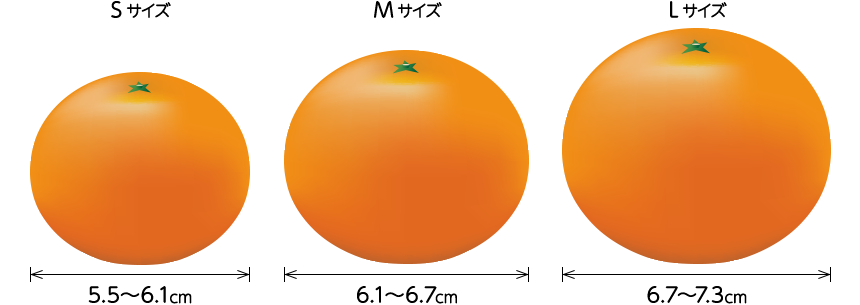 みかんの大きさ