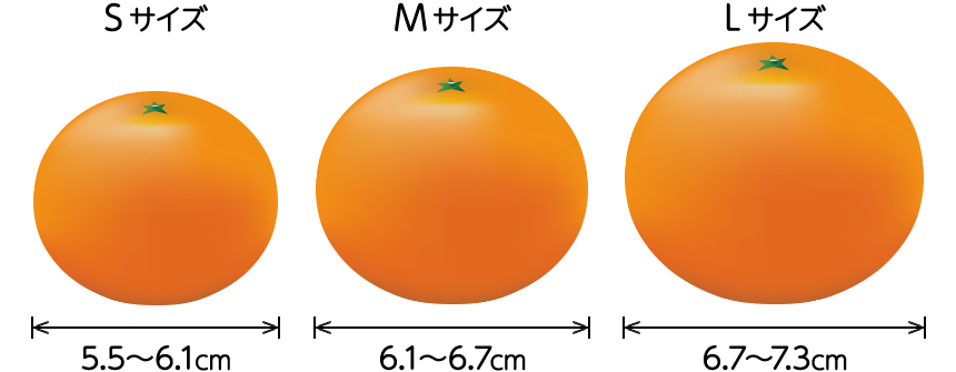 みかんの大きさ